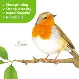 Garden Birds on Short Branches Wall Stickers