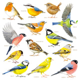 Garden Birds Wall Stickers